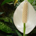 Фото 37: Цветок спатифиллума каннолистного