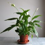 Фото 26: Spathiphyllum floribundum