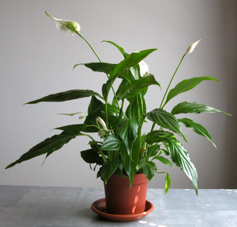 Фото 26: Spathiphyllum floribundum