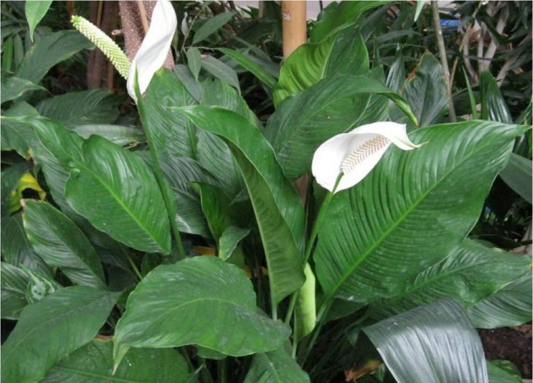 Фото 138: Spathiphyllum wallisii