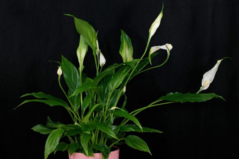 Фото 32: Spathiphyllum wallisii Pflege