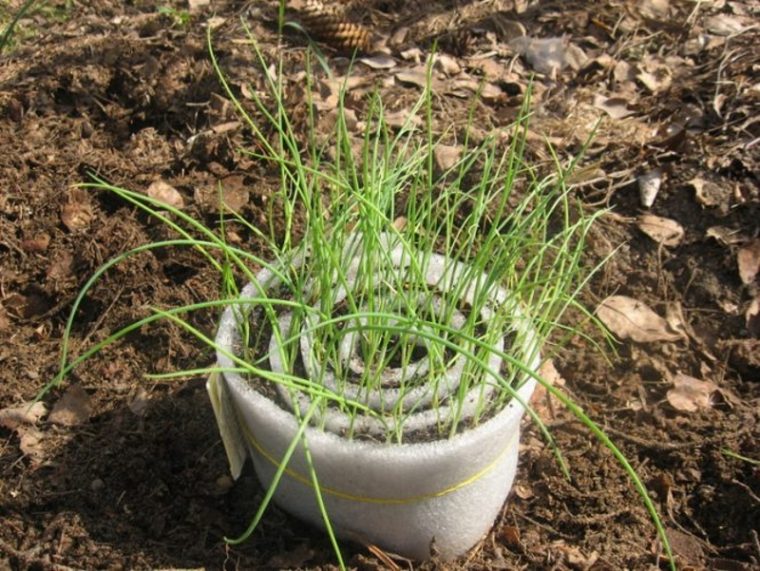 Как правильно посадить лук порей в открытый грунт рассадой фото