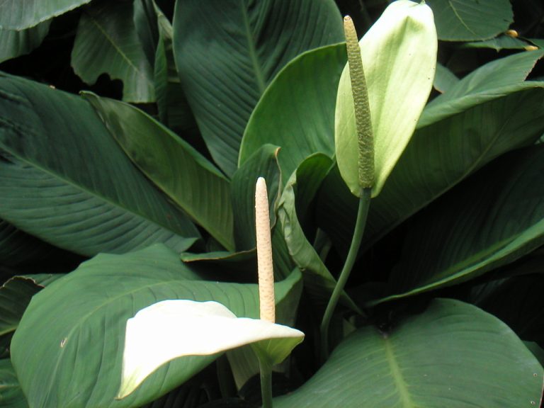 Фото 36: Spathiphyllum cannifolium