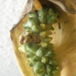 Фото 106: Семена спатифиллума из цветоноса