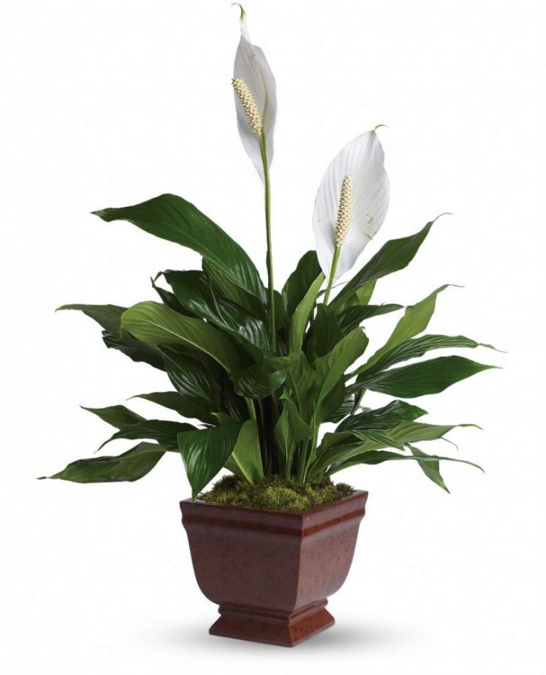 Фото 132: Spathiphyllum peace lily