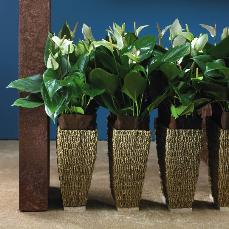 Фото 134: Spathiphyllum sensation
