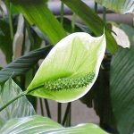 Фото 48: Spathiphyllum cochlearispathum / Фото Спатифиллум ложковидный / Фото Спатіфілум ложковидний