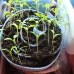 Фото 106: Выращивание рассады петунии улиткой