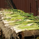 Фото 26: Урожай карантанского лука- порея