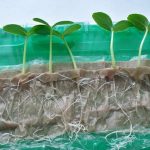 Фото 111: Выращивание сеянцев петунии на туалетной бумаге