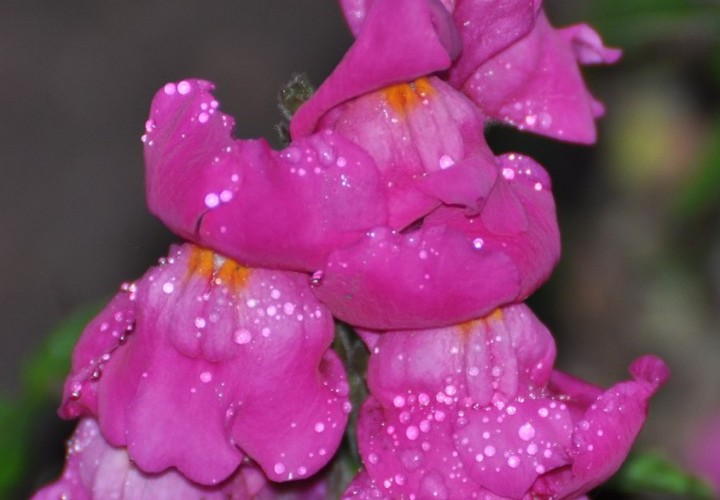 ьвиный зев фиолетовые цветы 