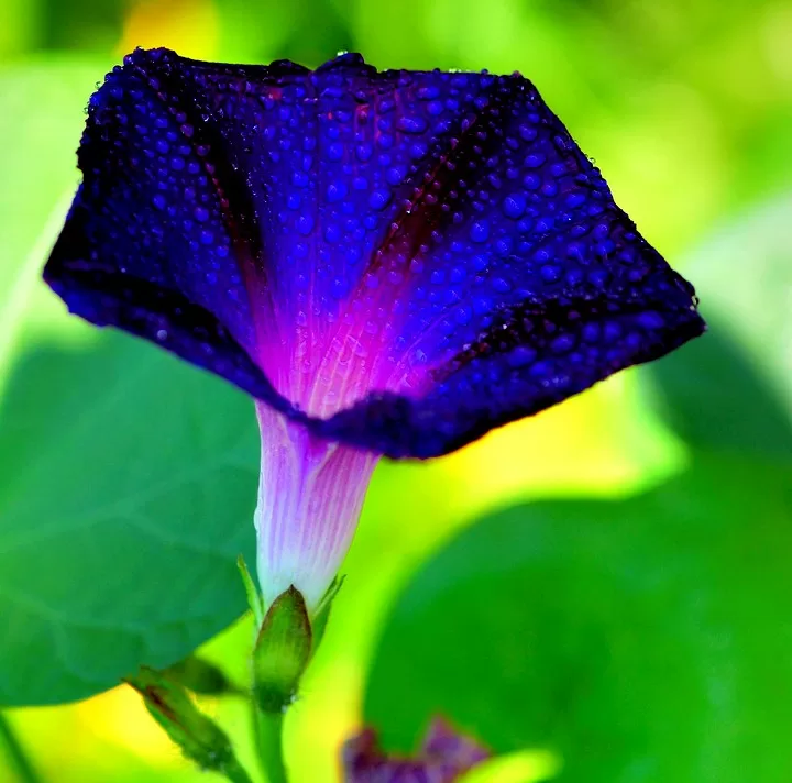 Цветок Ипомея Фото Уход