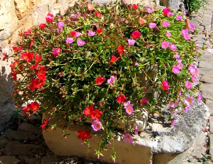Портулак фото на клумбе как посадить рассаду цветов