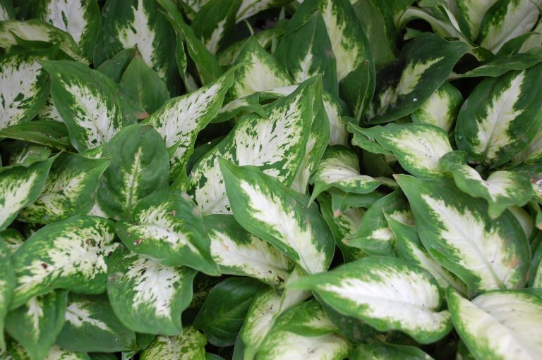 Фото 53: Dieffenbachia compacta