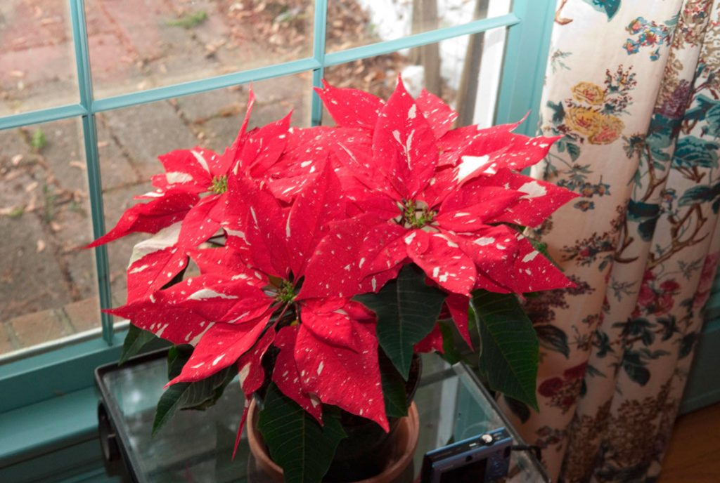Рождественский цветок пуансетия как ухаживать фото