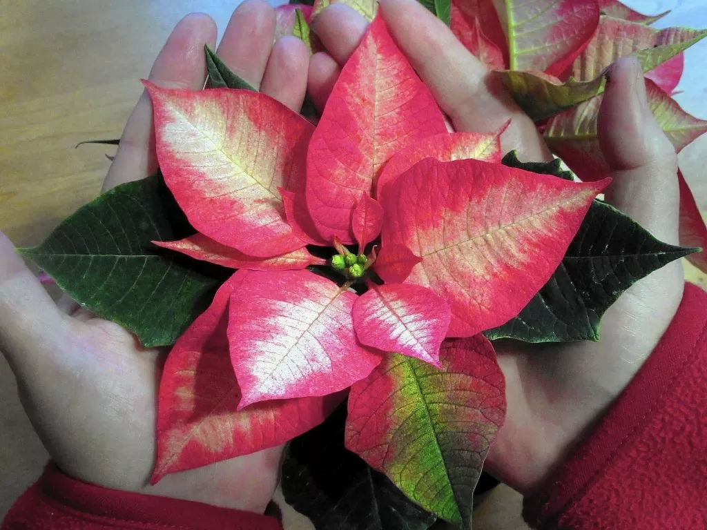Цветок рождественская звезда (пуансетия), уход в домашних условиях