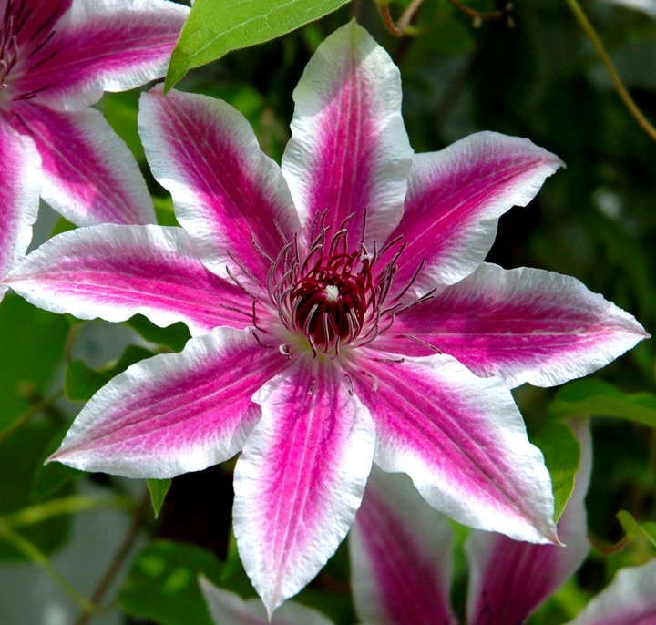 Клематис цветок (2)