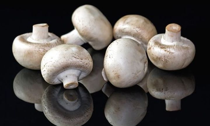 Популярные и вкусные грибы
