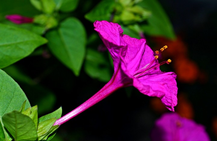 мирабилис цветы (4)