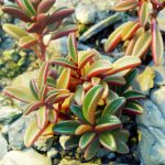 Фото 117: Peperomia graveolens для выращивания на альпийской горке