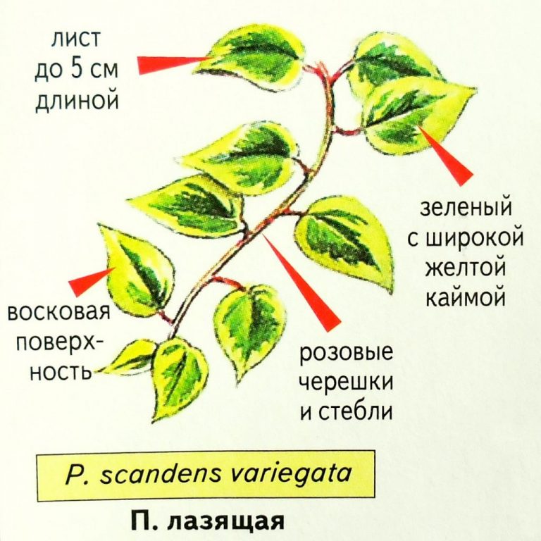 Пеперомия фото комнатный уход в домашних