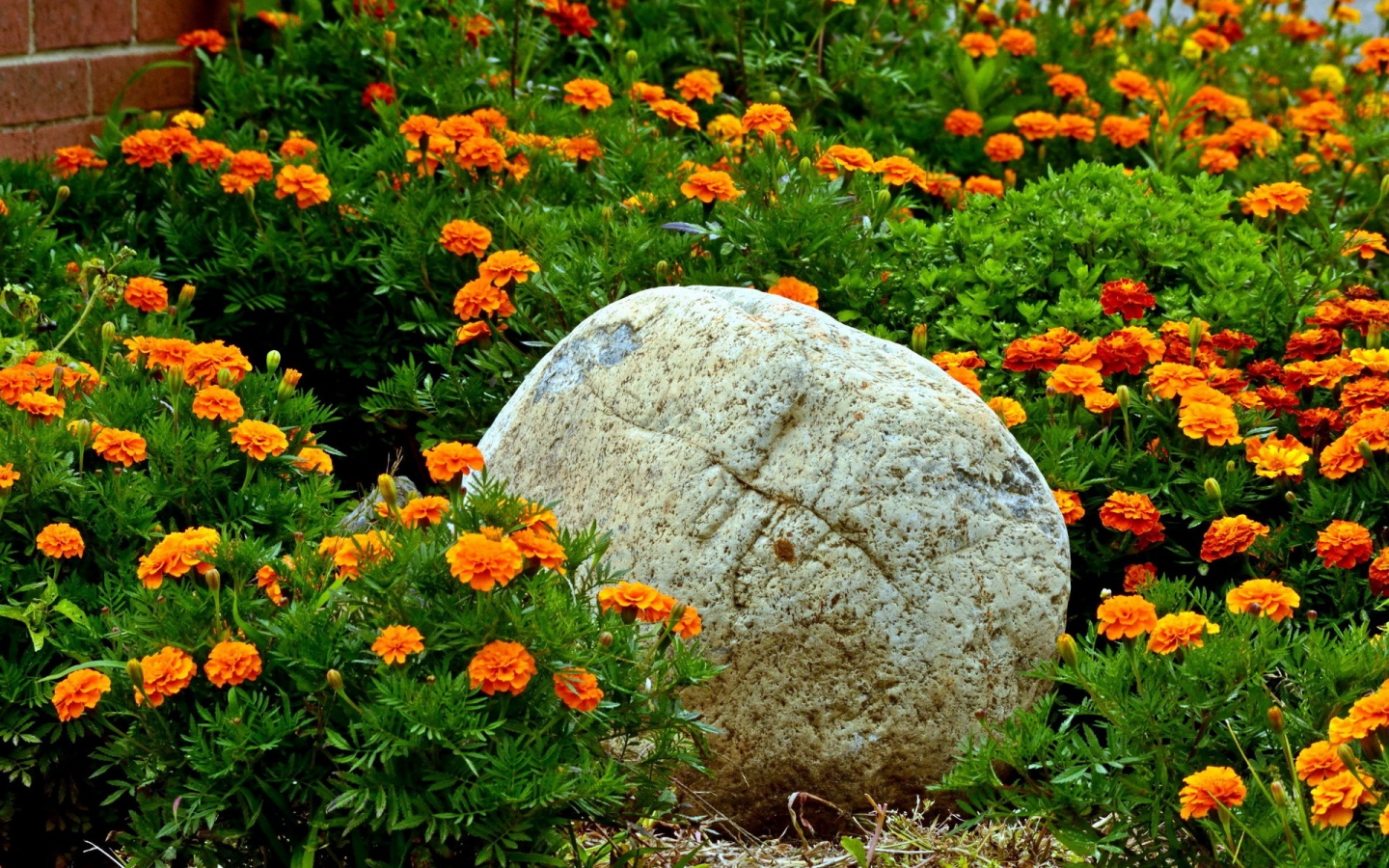 Фото цветы бархатцы низкорослые фото