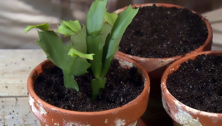 Декабрист: фото и уход в домашних условиях