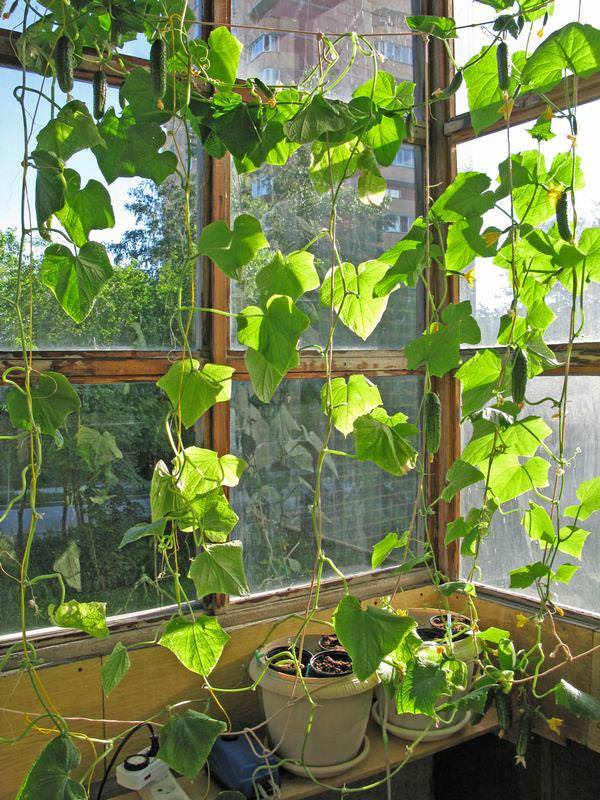 Украшениие и выращивание огурцов на балконе