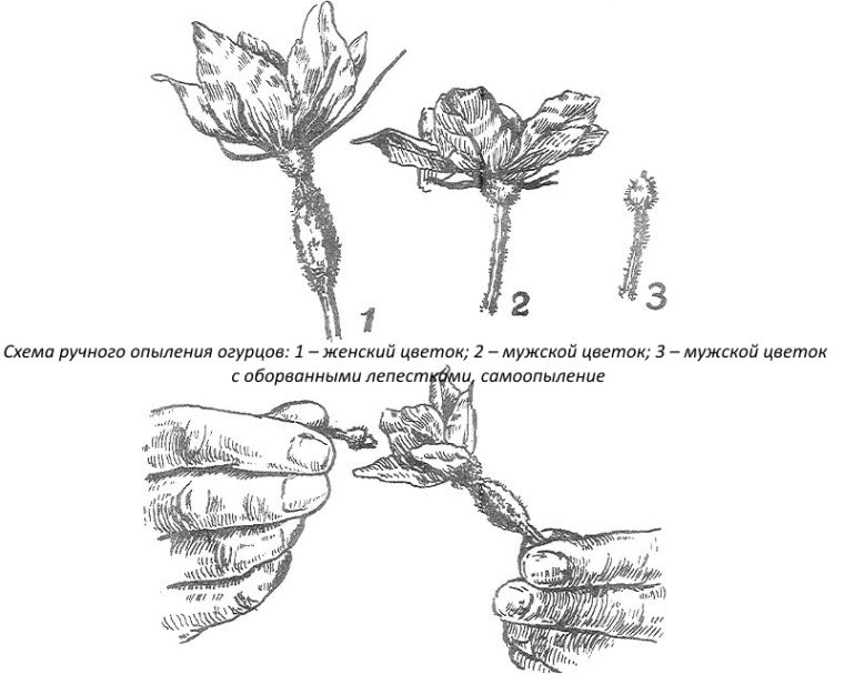 Картинка опыление цветка