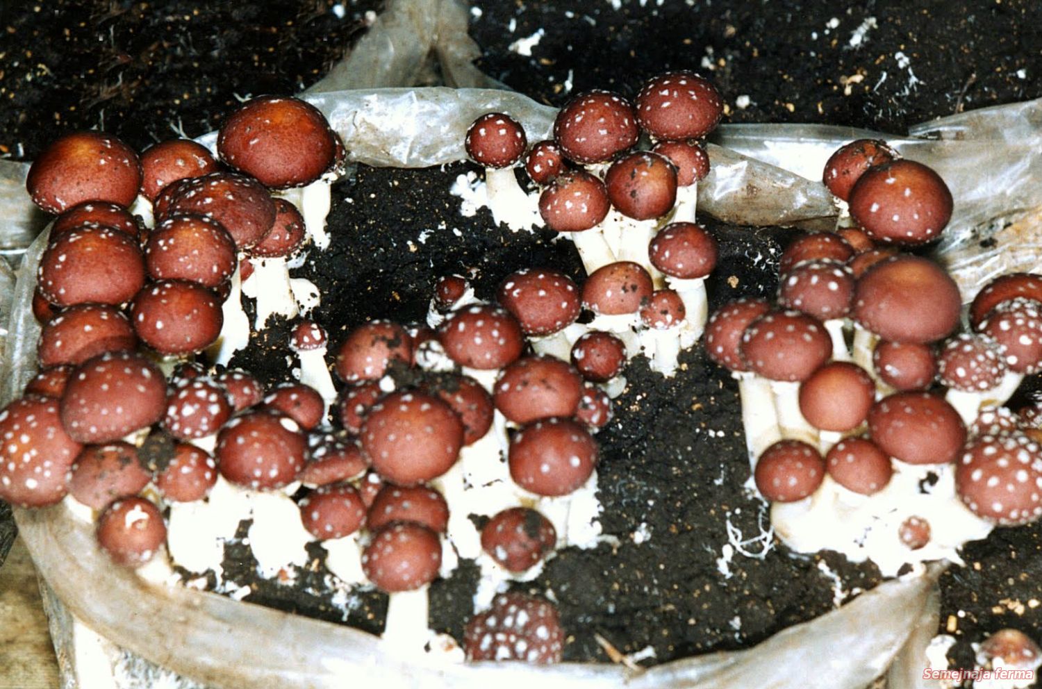фото грибов выращенных в домашних условиях
