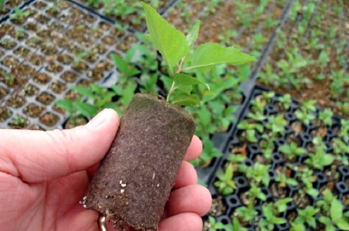 Как выращивать рассаду в торфяных таблетках (2)