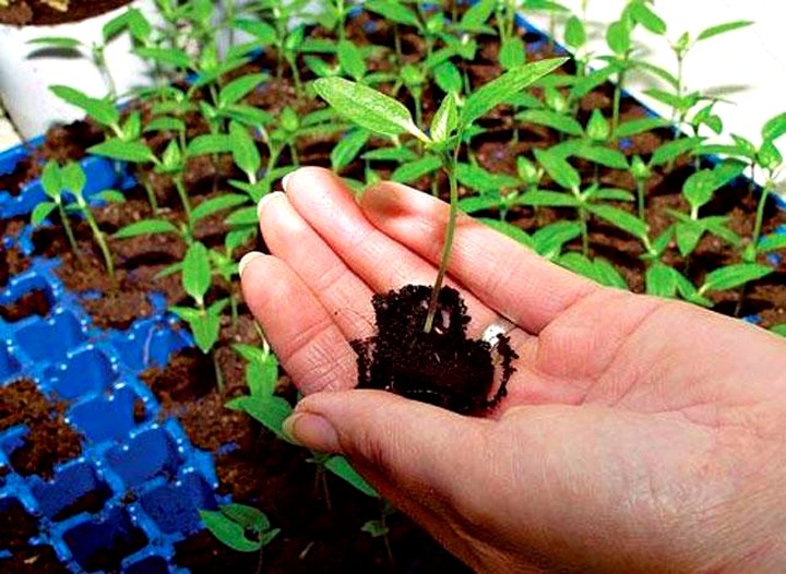 Как выращивать рассаду в торфяных таблетках (3)