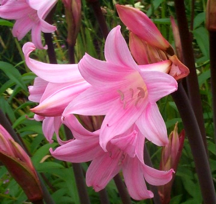 амариллис цветы (2)