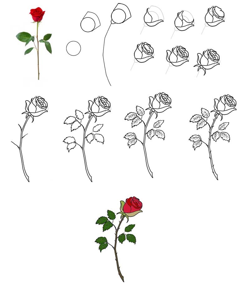 Как можно нарисовать цветок. Несложные цветы для рисования. Поэтапный рисунок цветка карандашом. Поэтапное рисование розы. Цветы для срисовки лёгкие.