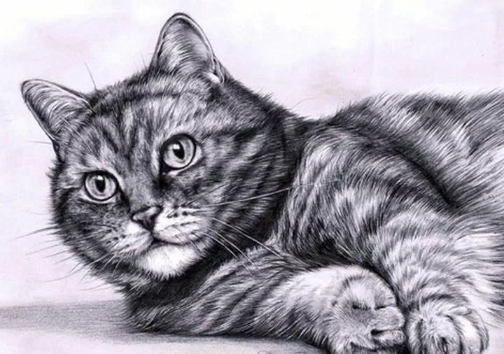 Как нарисовать кошку: подробная поэтапная инструкция с фото