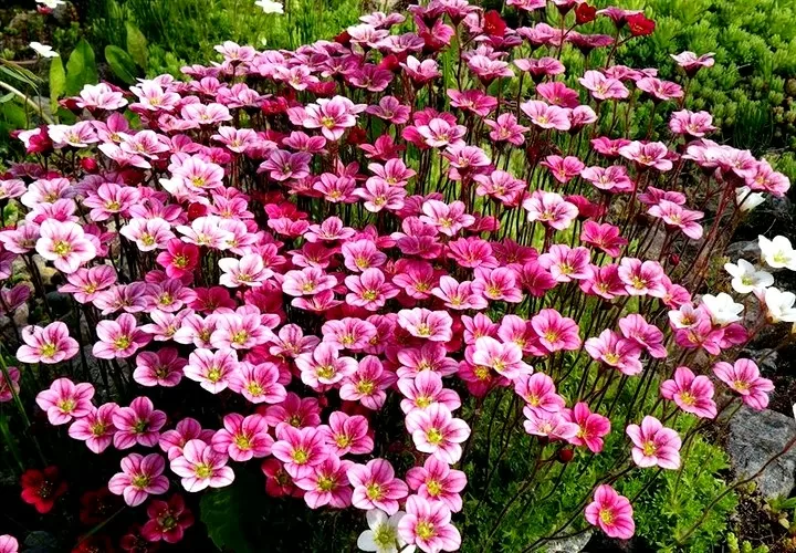 Однолетние цветы для клумбы и дачи (85 фото)