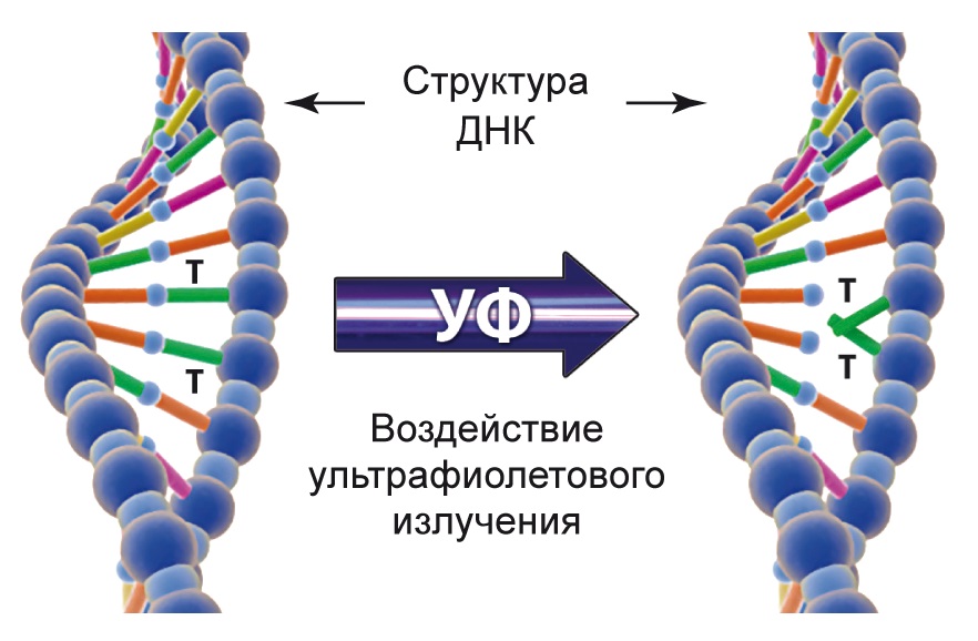Воздействие ультрафиолета на структуру ДНК
