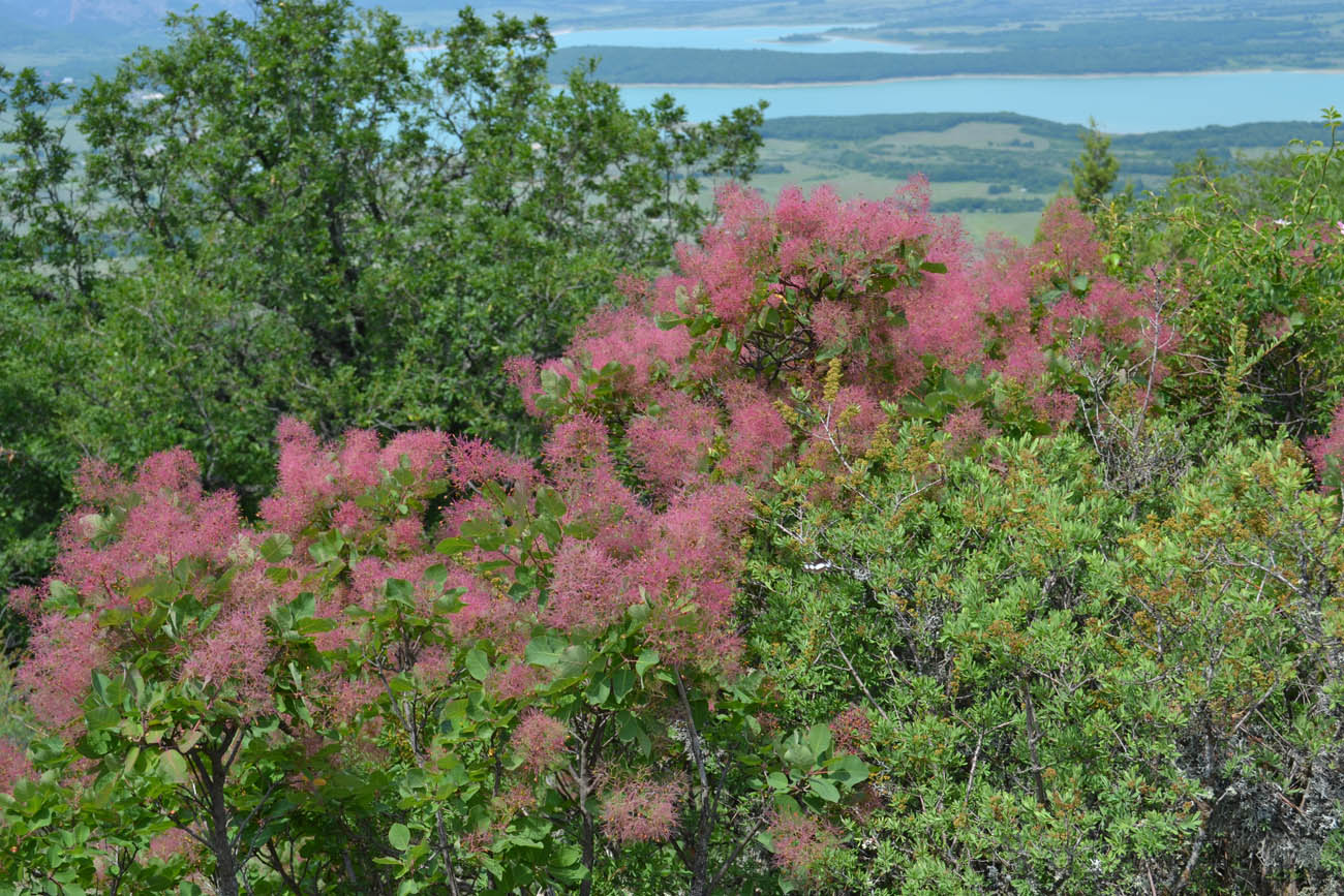 Скумпия в крыму фото