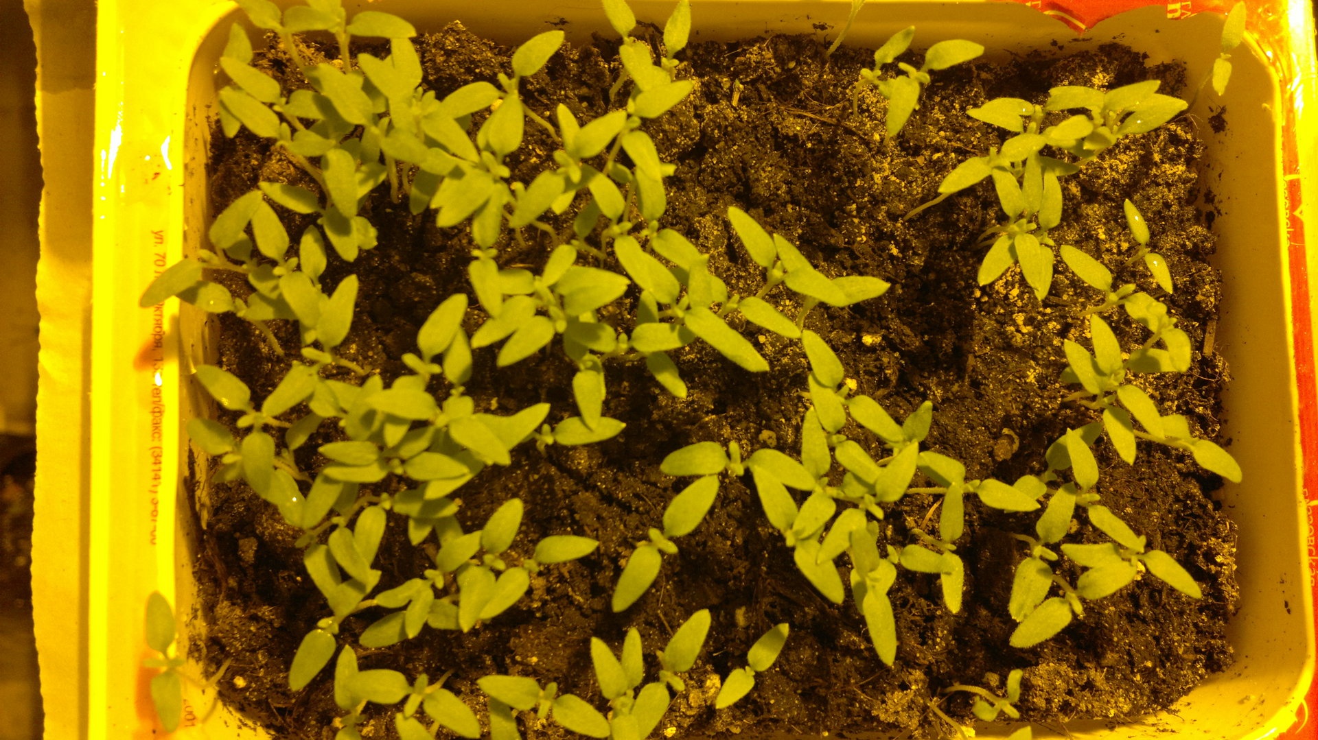 Как выглядят семена рудбекии многолетней фото