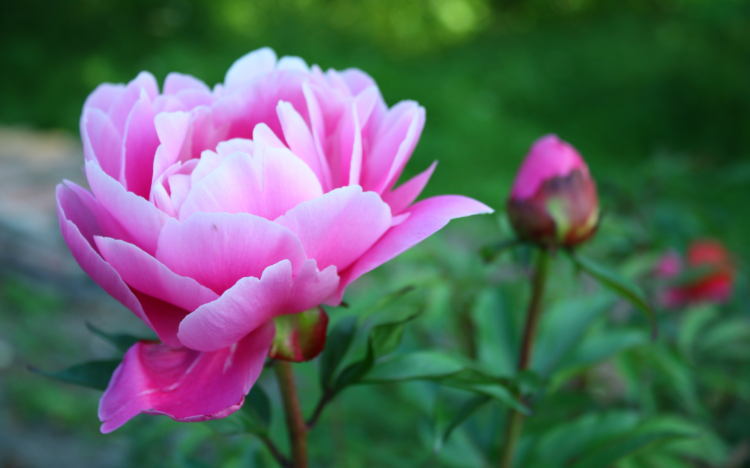 Розовые пионы в саду фото