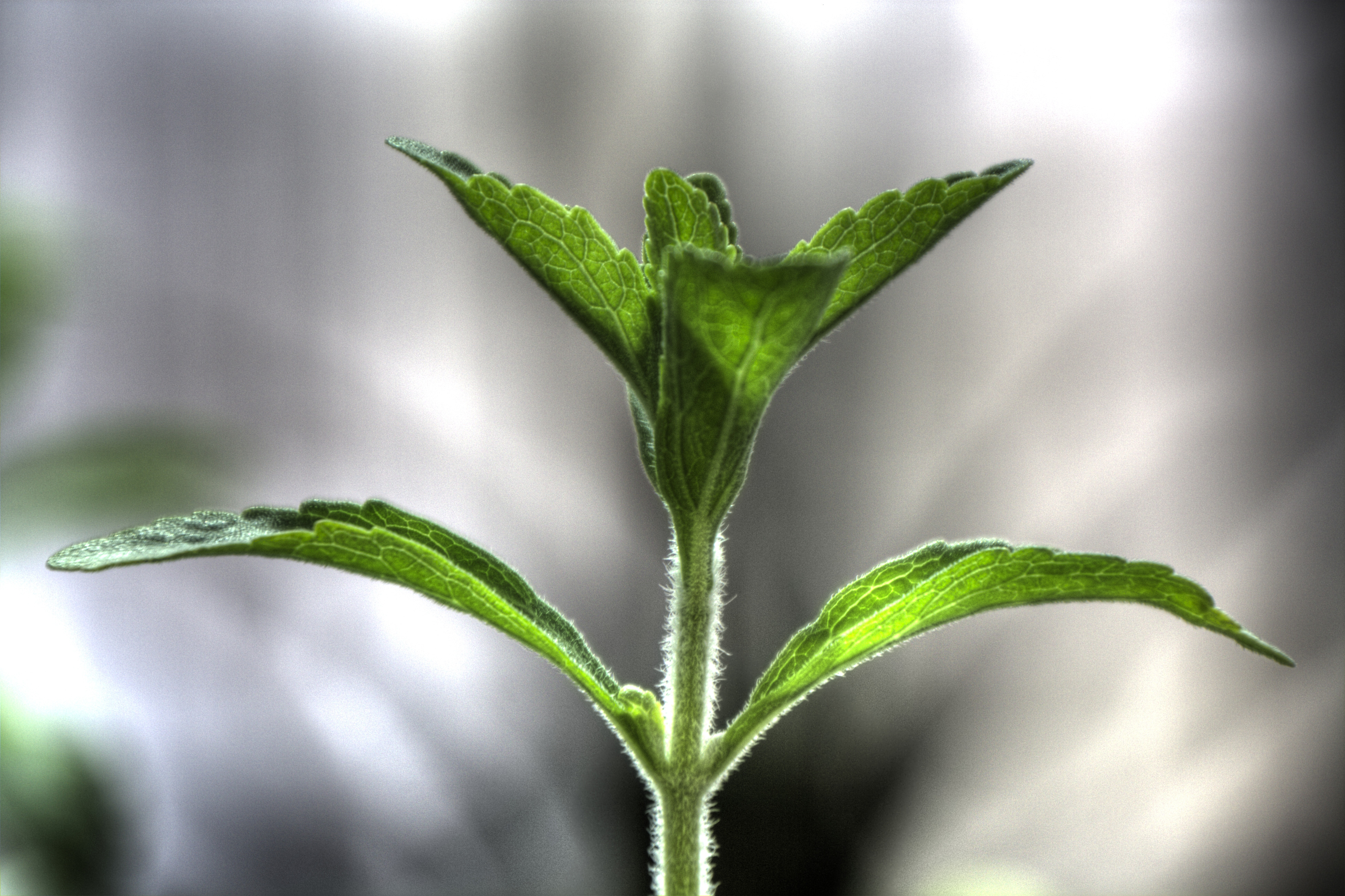 Сладкая стевия. Стевия усимлиги. Стевия растение. Stevia rebaudiana. Стевия медовая трава.