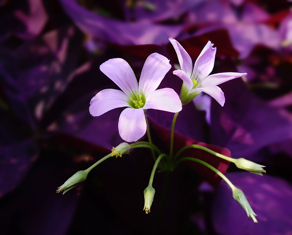 Наведенный цветок. Кислица оксалис. Кислица пурпурная оксалис. Цветок бабочка Кислица. Оксалис пурпурный.