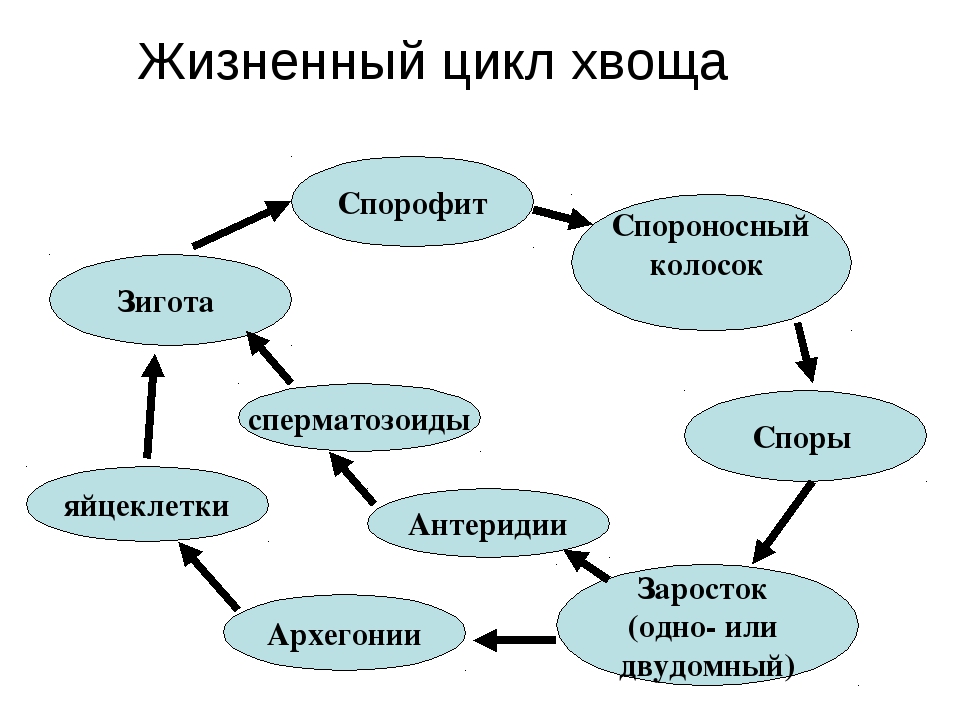 Жизненный цикл хвощей схема