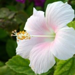 Фото 7: Бело-розовый гибискус