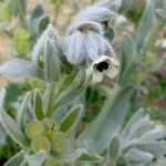 Фото 13: Вид Cynoglossum cheirifolium