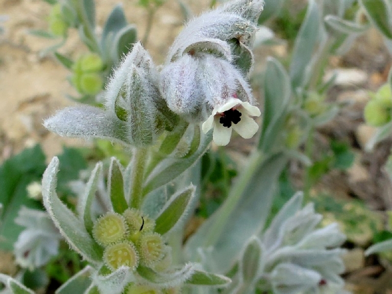 Вид Cynoglossum cheirifolium