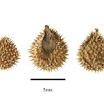 Фото 11: Размер семян чернокорня