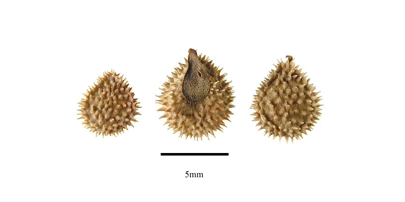 Размер семян чернокорня