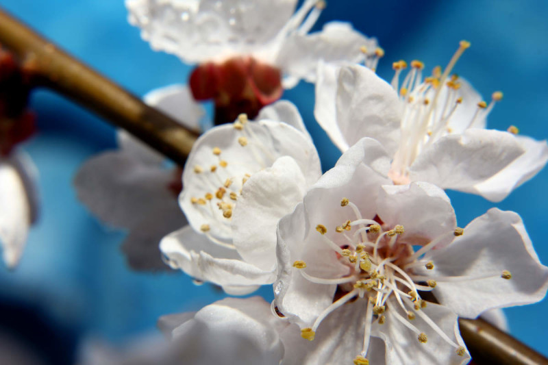 Белый цветки абрикосового дерева