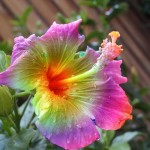 Фото 27: Rainbow Hibiscus